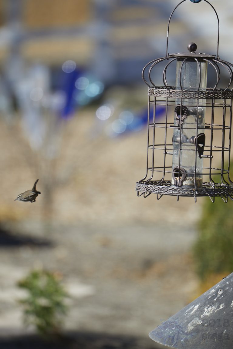 Bewick’s Wren