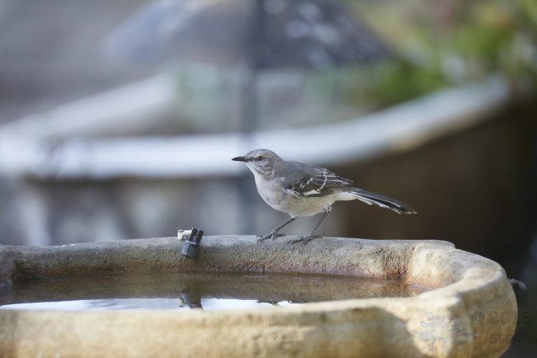 Northern Mockingbird