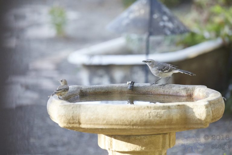 Northern Mockingbird