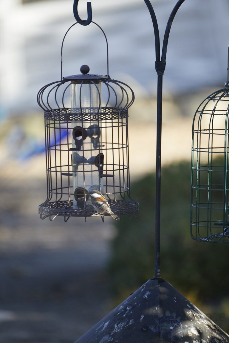 Chestnut-backed Chickadee