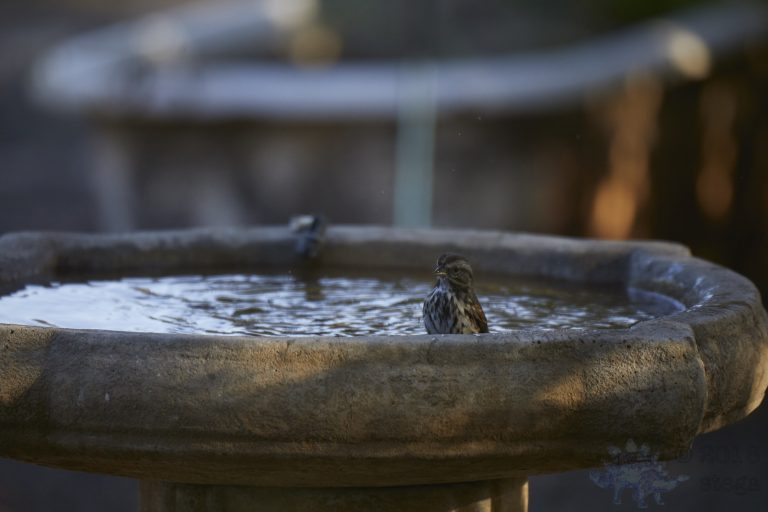 Lincoln’s Sparrow