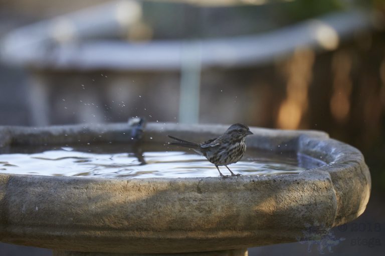 Song Sparrow