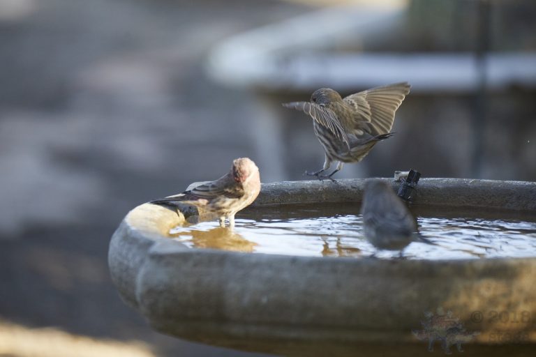 House Finches