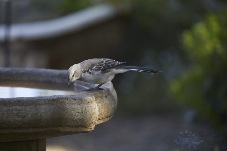 Northern Mockingbird