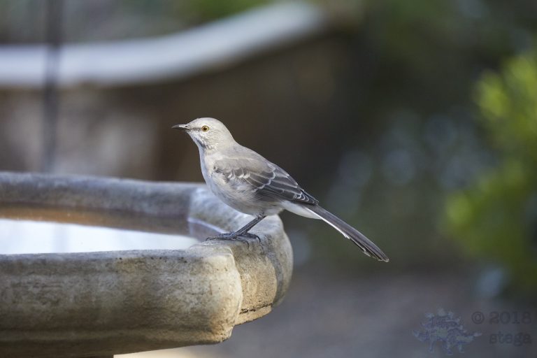 Northern Mockingbird