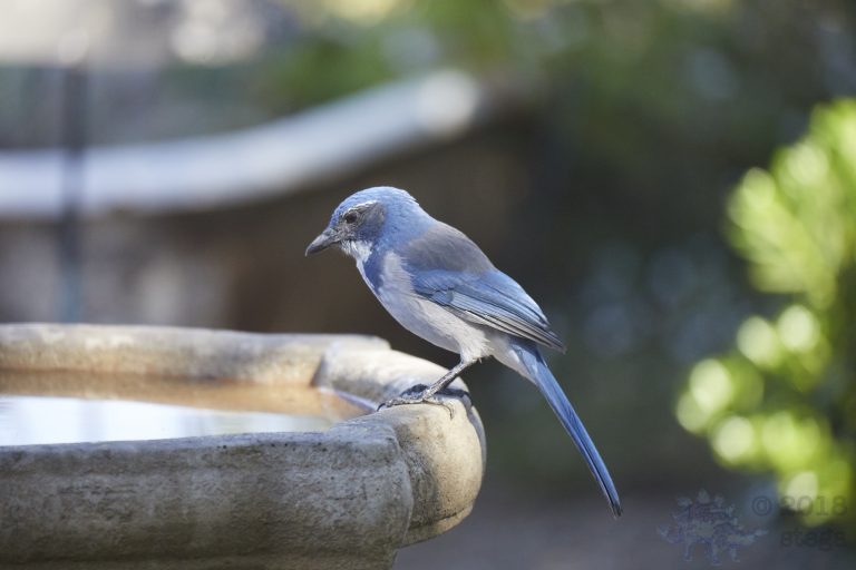 California Scrub Jay