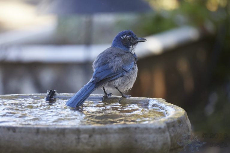 California Scrub Jay