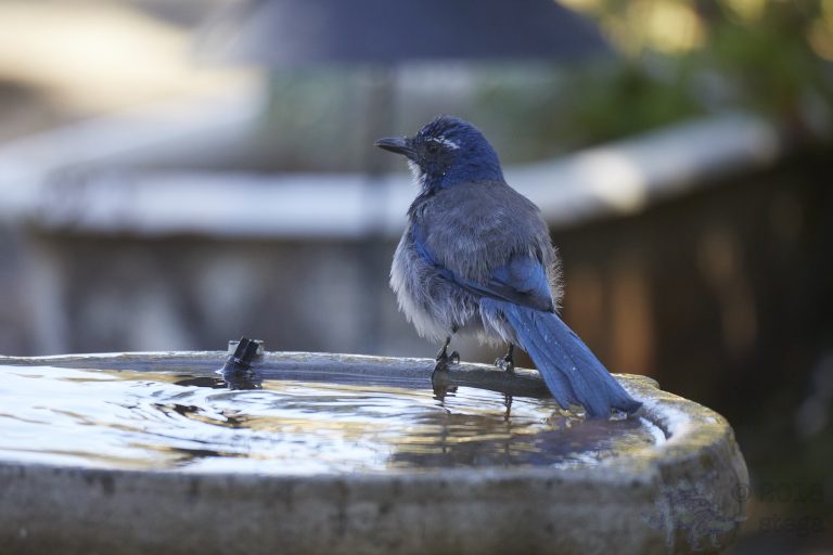California Scrub Jay