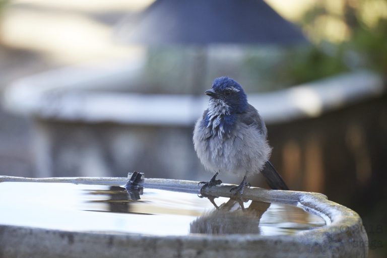 California Scrub Jay