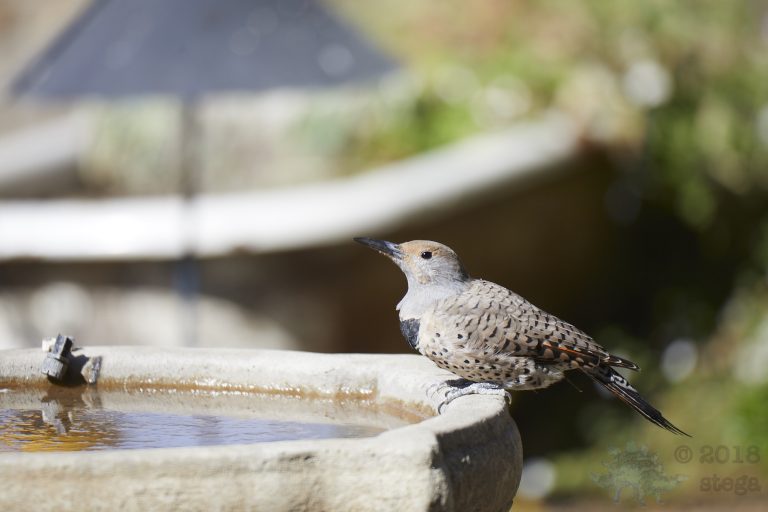 Northern Flicker