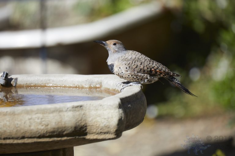 Northern Flicker