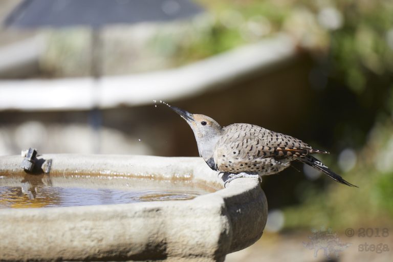 Northern Flicker