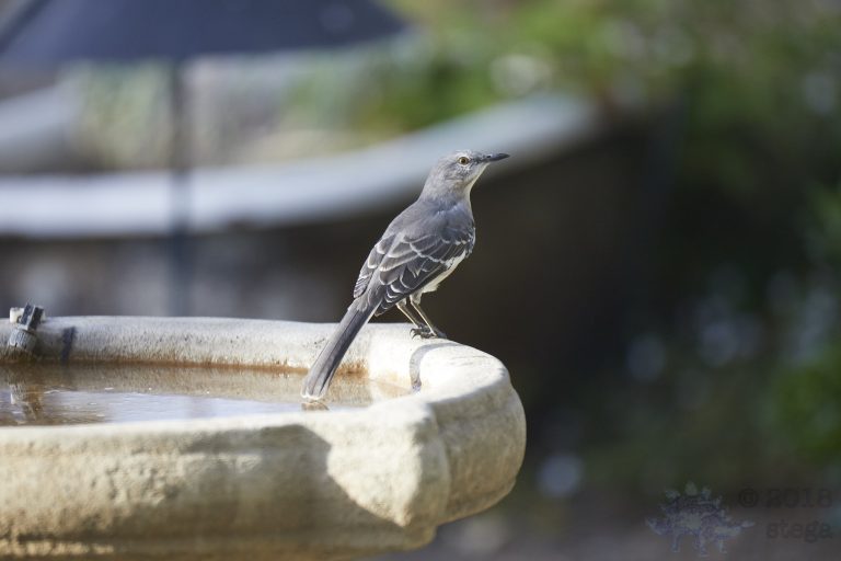 Northern Mockingbird
