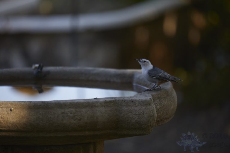 White Breasted Nuthatch