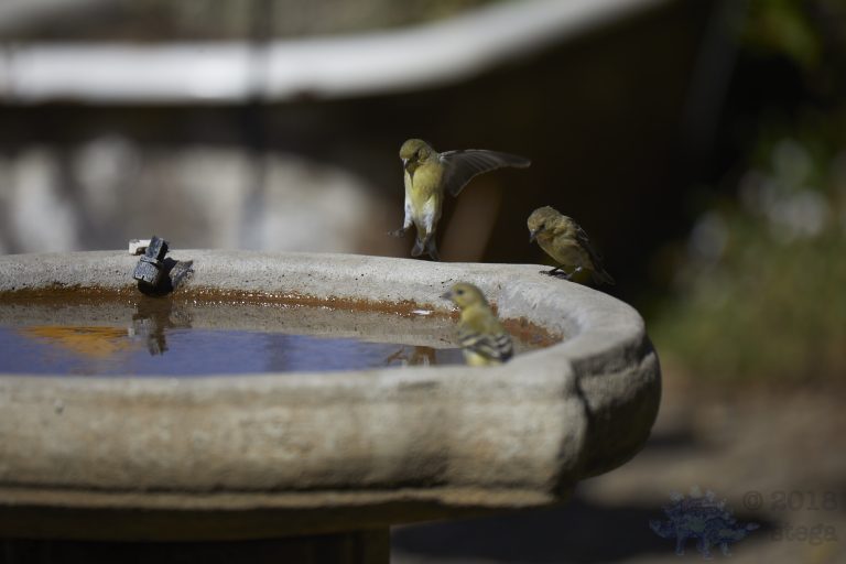 Lesser Goldfinches