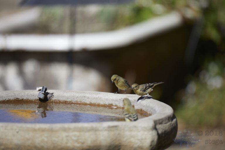 Lesser Goldfinches