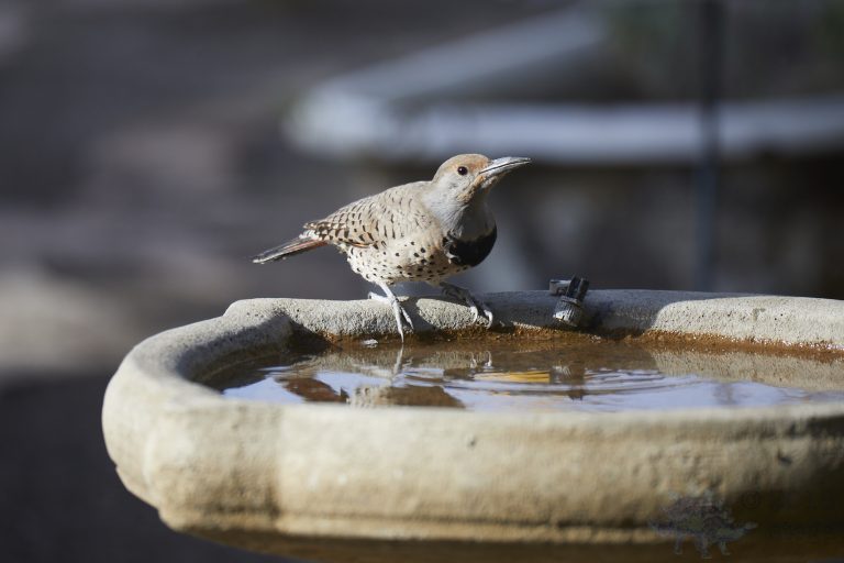 Northern Flicker