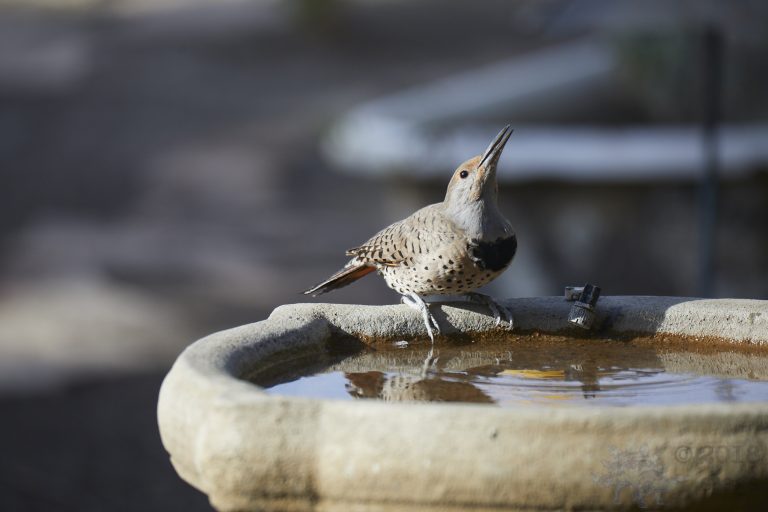 Northern Flicker