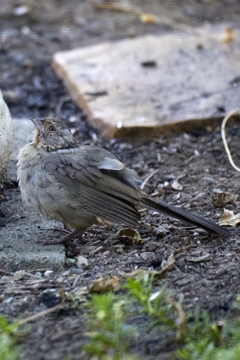 California Towhee