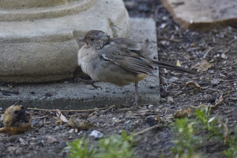 California Towhee