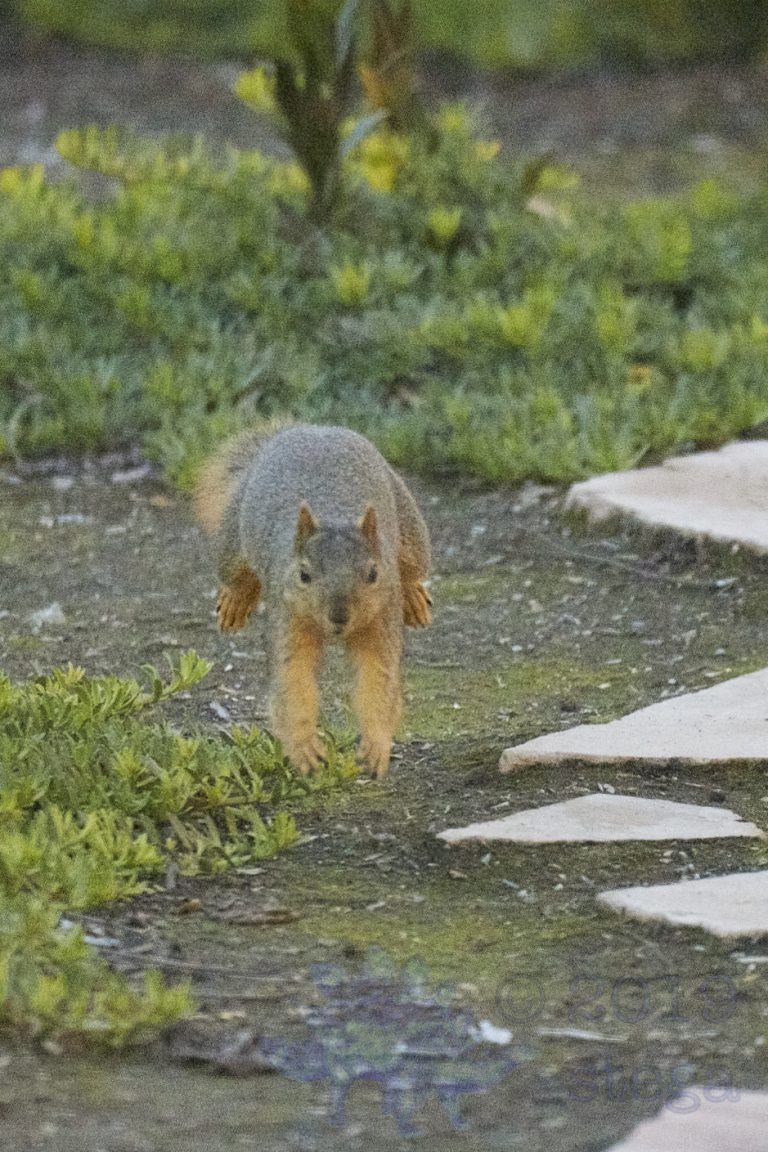 Fox Squirrel