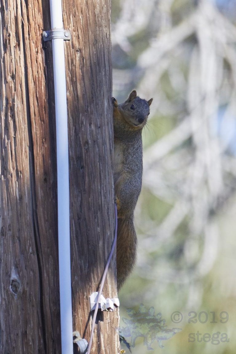 Fox Squirrel