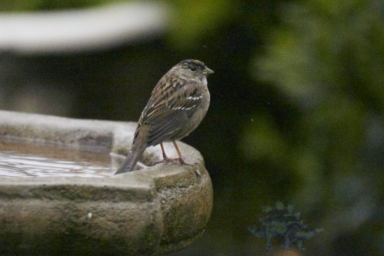 Gold-Crowned Sparrow