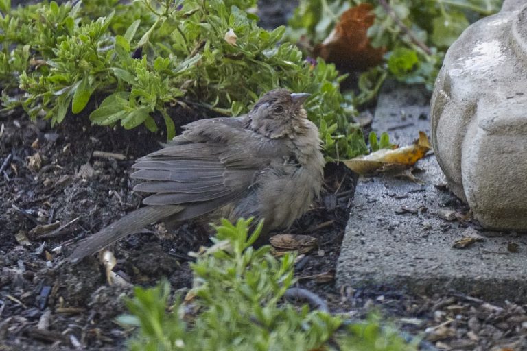 California Towhee