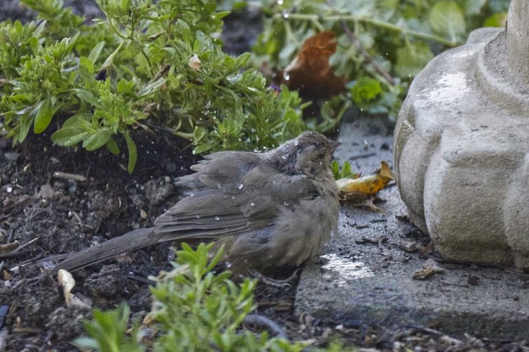 California Towhee