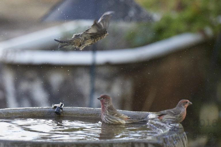 House Finches