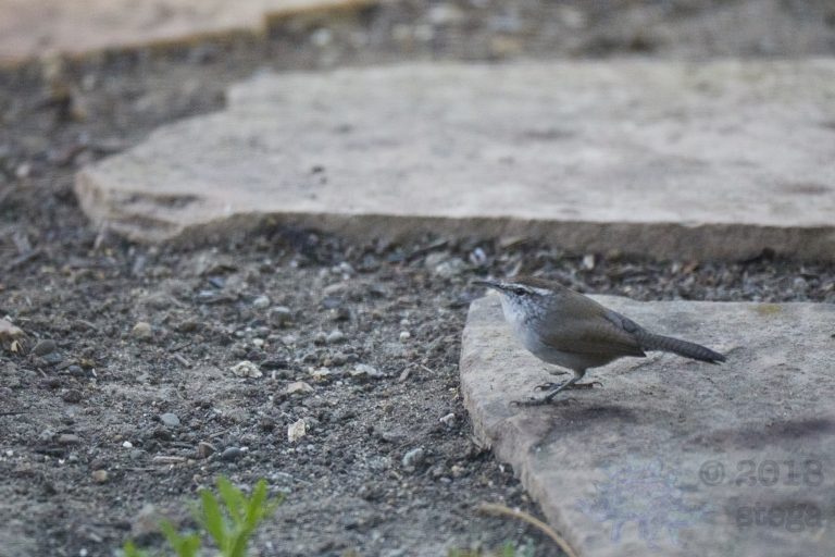 Bewick’s Wren