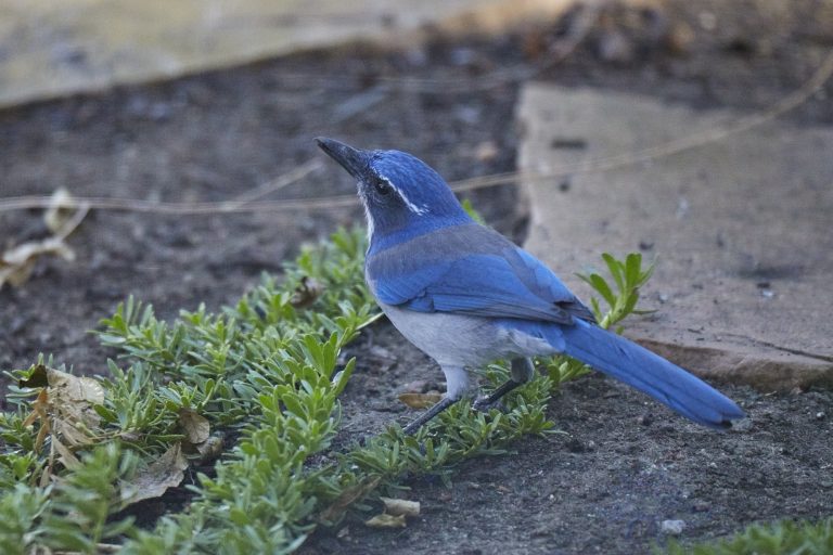 California Scrub Jay