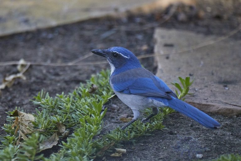 California Scrub Jay