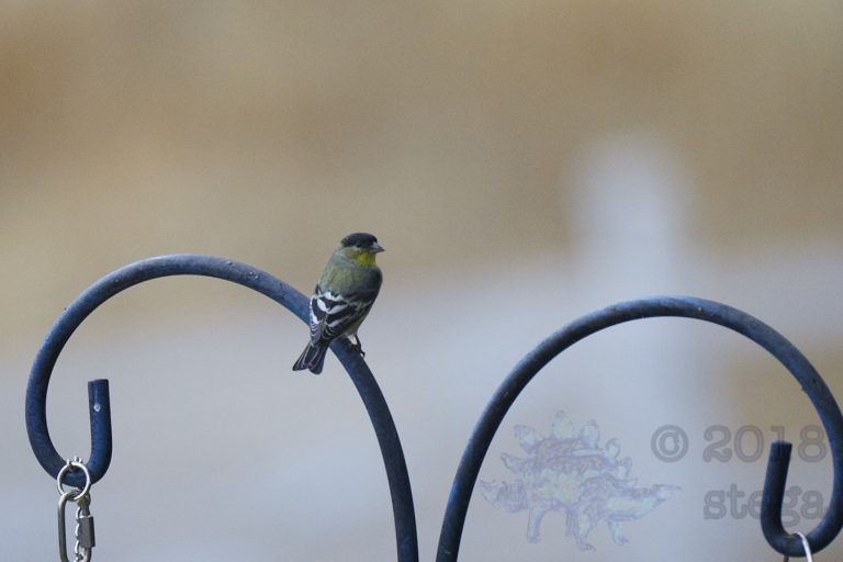 Lesser Goldfinch