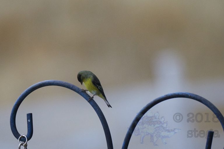 Lesser Goldfinch