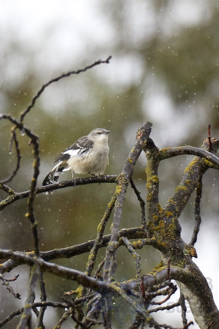 Northern Mockingbird