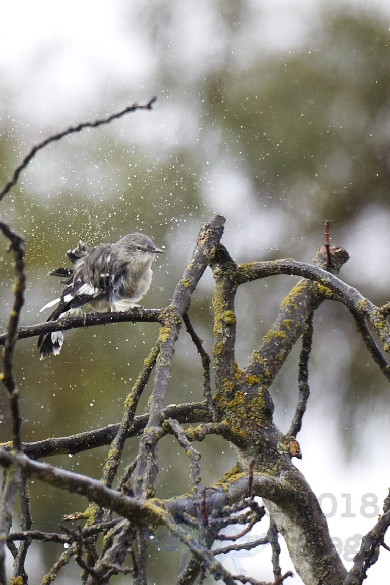 Northern Mockingbird