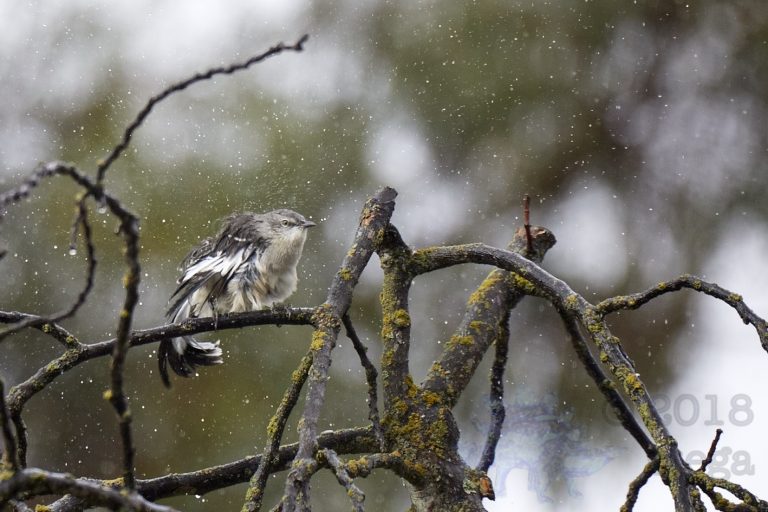 Northern Mockingbird