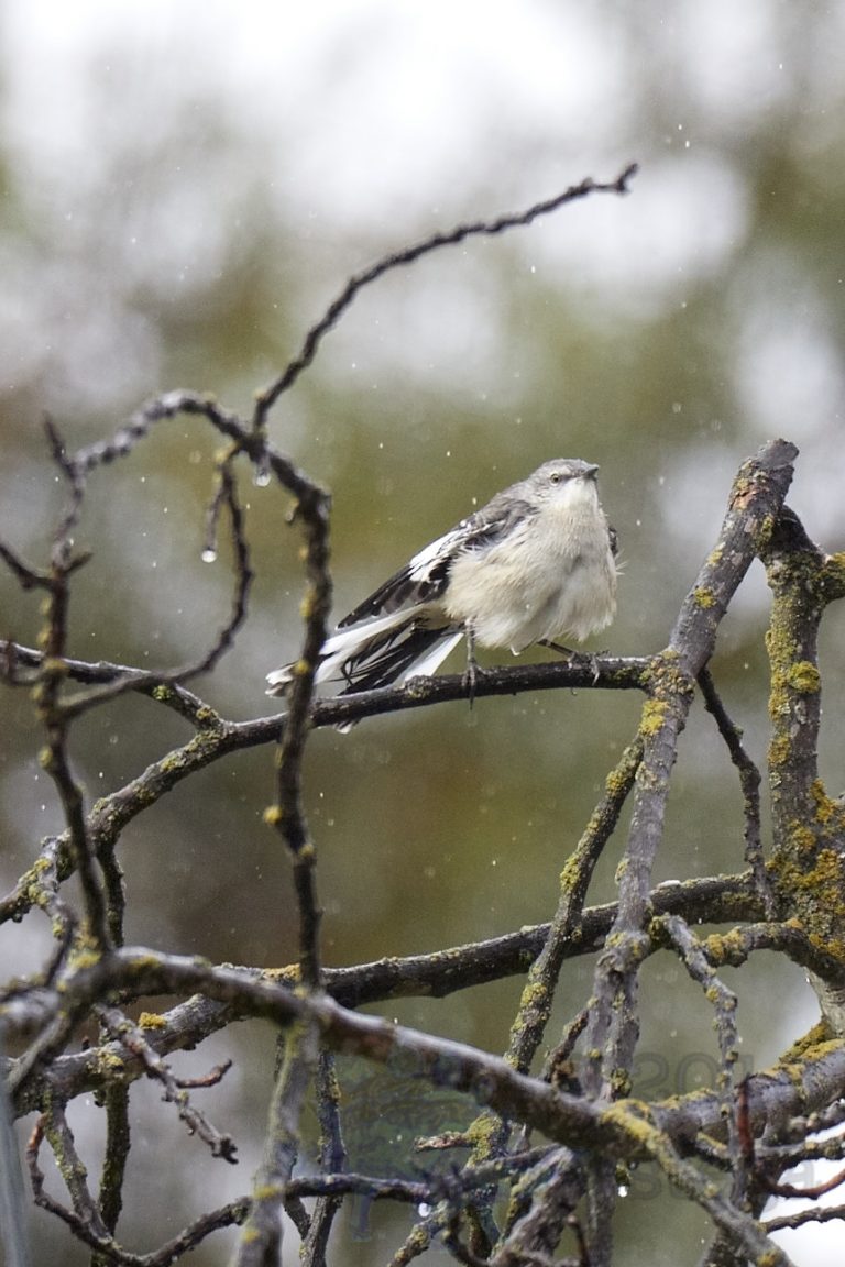 Northern Mockingbird