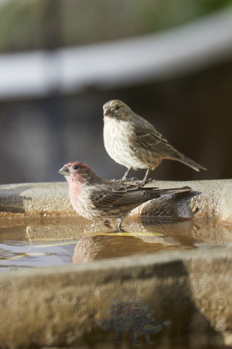 House Finches