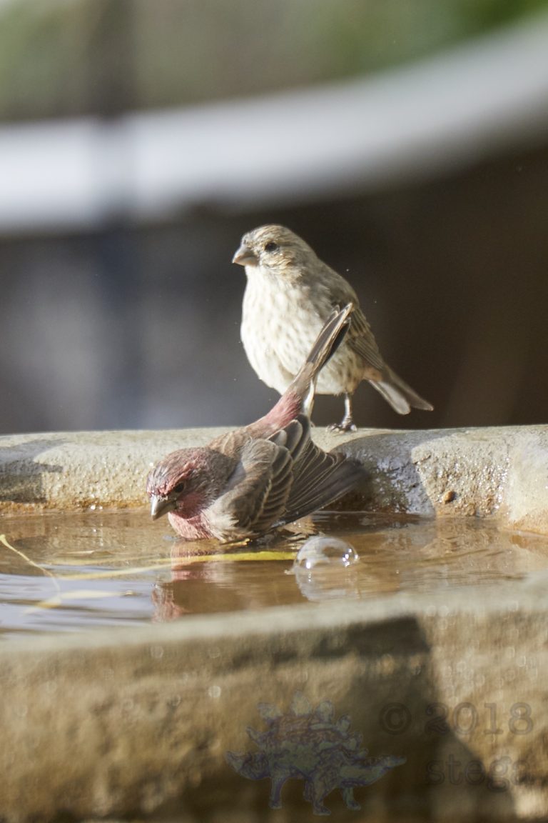 House Finches