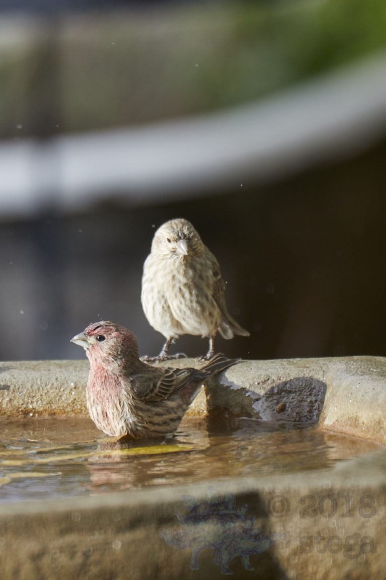 House Finches