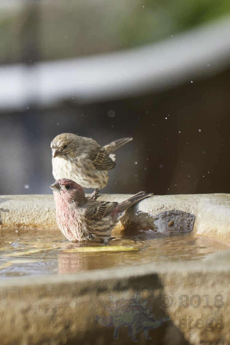 House Finches