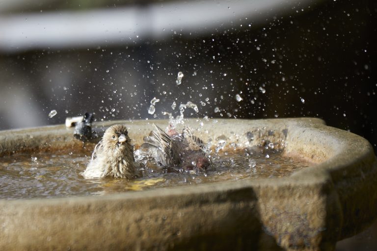 House Finches