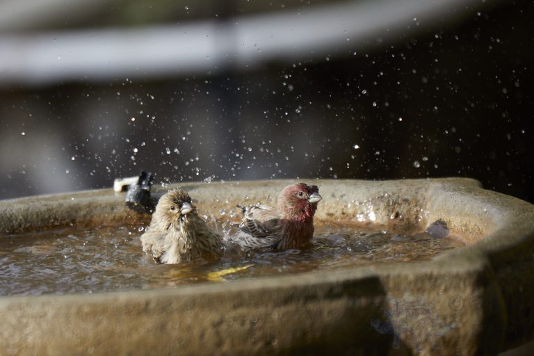 House Finches