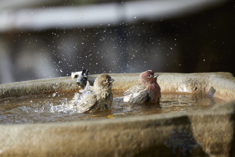 House Finches