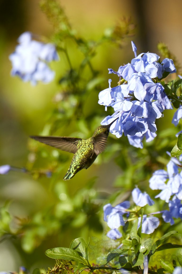 Anna’s Hummingbird