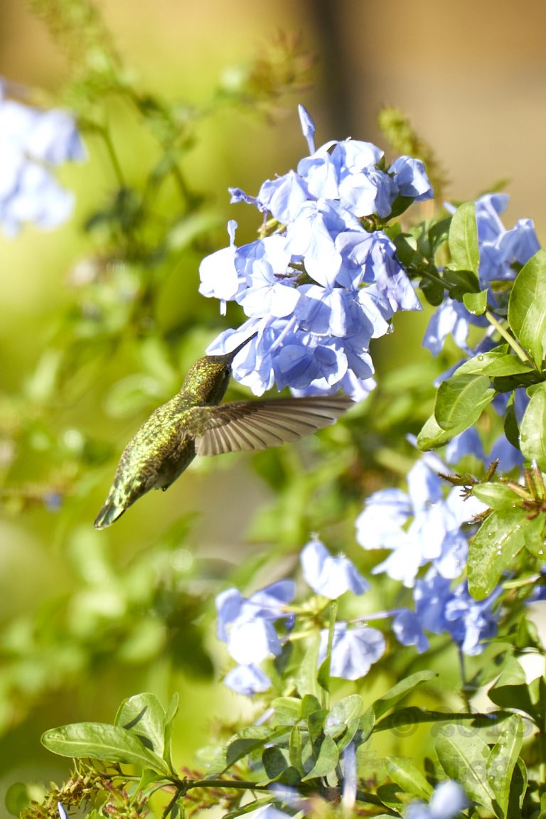 Anna’s Hummingbird