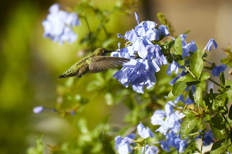 Anna’s Hummingbird