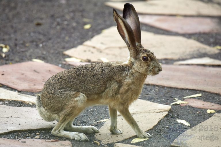 Western Hare